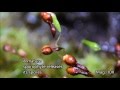 Moss Life Cycle Under The Microscope