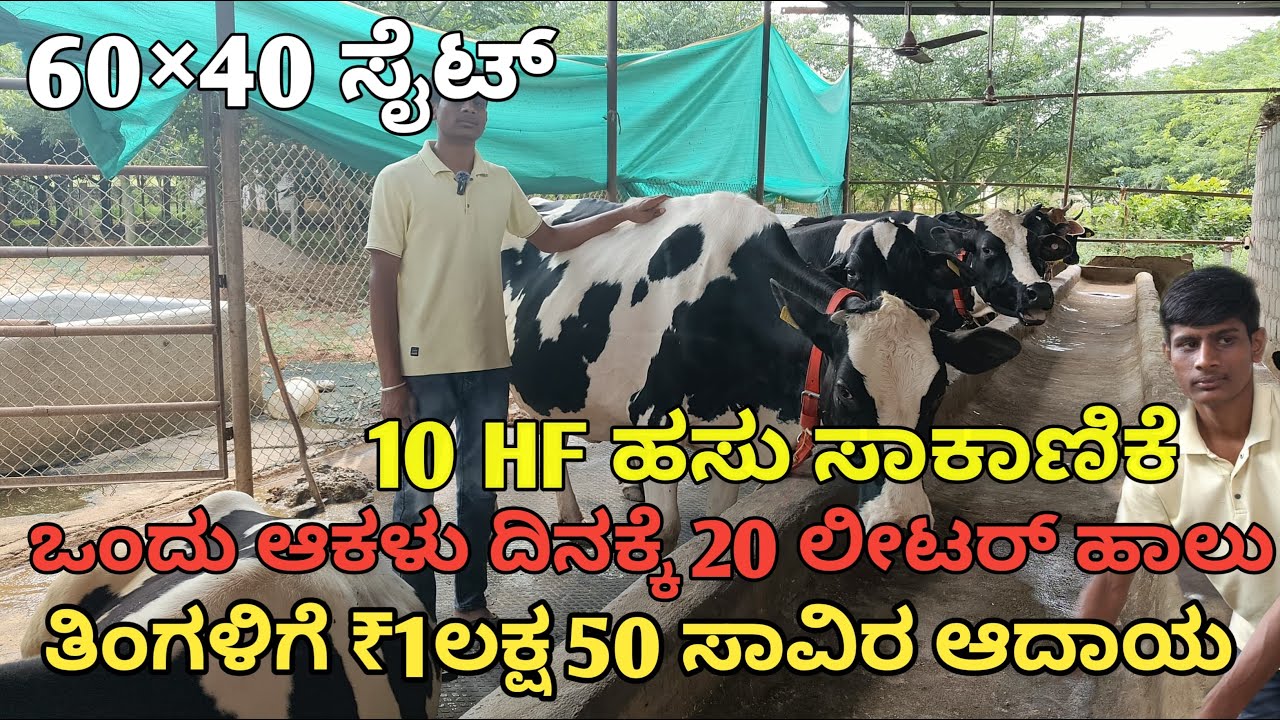 60×40 ಸೈಟ್‌ನಲ್ಲಿ 10 HF ಹಸು ಸಾಕಾಣಿಕೆ | ತಿಂಗಳಿಗೆ ₹1ಲಕ್ಷ ,50ಸಾವಿರ ಆದಾಯ |