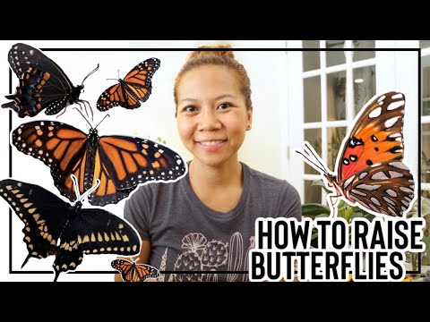 Video: How To Breed Butterflies At Home