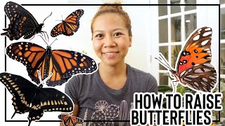 How to Raise Butterflies  || A girl with a garden