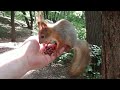 Обычное кормление белок / Regular feeding of squirrels