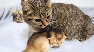 妹猫のLiliはお世話上手で優しい女の子ですね【Kiki's sister cat Lili is a caring and kind girl】#猫#子猫#kitten#cat by Pretty Cat  2,976 views 4 months ago 3 minutes, 16 seconds