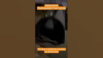 В Дагестане отношение к животным