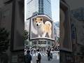 🐾澀谷街頭大暴走!秋田犬從3D看板跳出來啦!Giant 3D Akita Dog Shocks Shibuya!Hyper-Realistic Billboard Stuns Tokyo Crowd