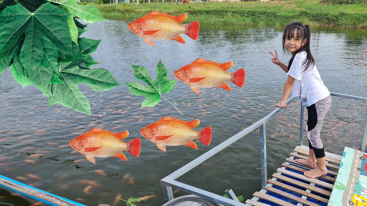 បេះស្លឹកឆាយាអោយត្រីស៊ី។ Feeding fish with chaya leaves. - YouTube