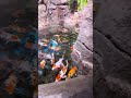 Pesona Ikan Koi di Kolam Air Terjun BXSea! 🐟🌊✨ Part 2