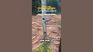 Sibolga River Carries So Many Logs