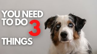 3 Things Every Dog Owner NEEDS To Do