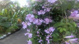Garlic vine vibe