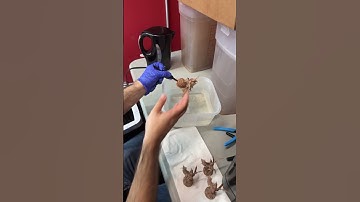 How to easily remove supports from your resin 3D printed models #3dprinting