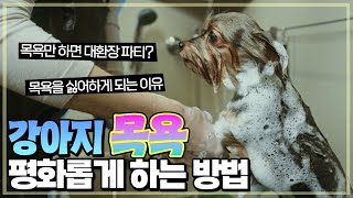 쉽고 편한 강아지 목욕요령