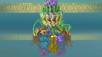Type 4 secretion system: ii- Pilus biogenesis