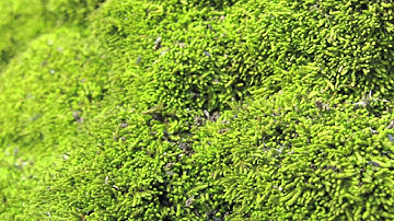 Gitanjali - Rabindranath Tagore - 1 - My little heart loses its limits in joy