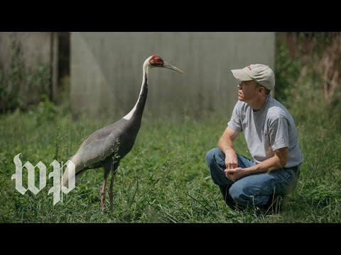 Video: White Crane (Crane): a description of where it lives and interesting facts