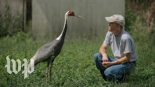 The crane that fell for her keeper