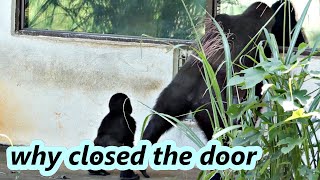 Gorilla D'jeeco family confused why the door was closed /D'jeeco金剛家族困惑為何門是關起來的