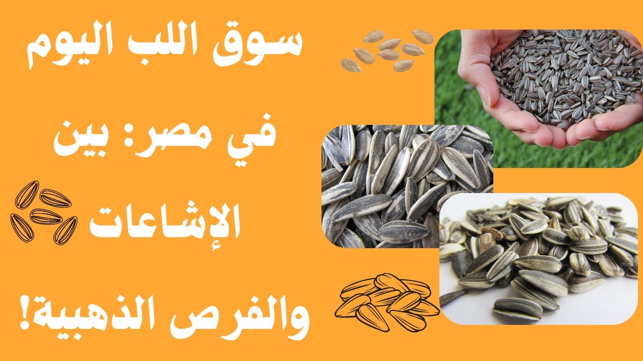 سوق اللب اليوم في مصر: بين الإشاعات والفرص الذهبية!