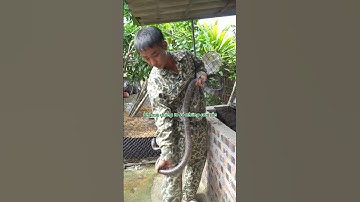 Sự may mắn con rắn hổ trâu đã có bầu  #shorts