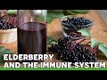 Elderberry & The Immune System | Ask the ND with Dr. Jeremy Wolf