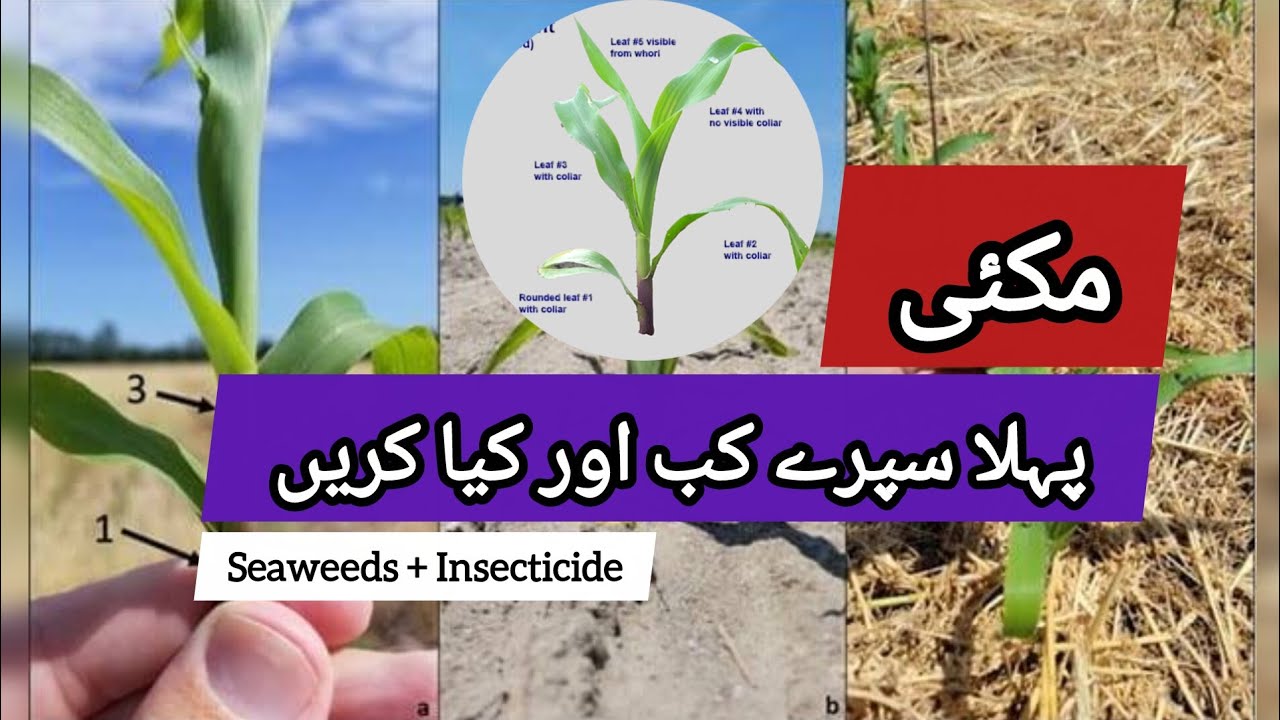 Первая обработка кукурузы при посеве | На каком этапе следует проводить первую обработку кукурузы...