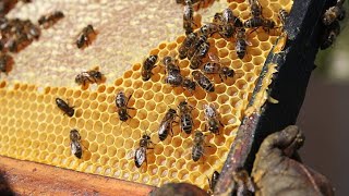 أسس هامة عن ملكات النحل في إجابات للنحالين
