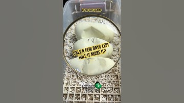 In about 5 days these babies should start hatching! #molinarosnakelab #reptiles #ballpython #python