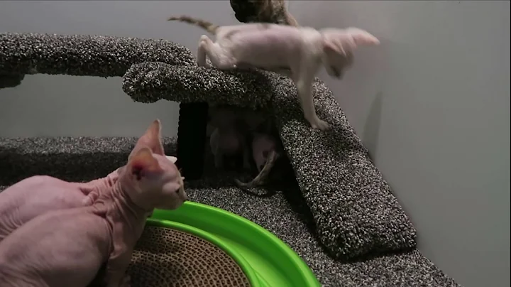 Video 1171781: devon rex kitten, sphynx munchkin, rare sphynx, cute munchkin