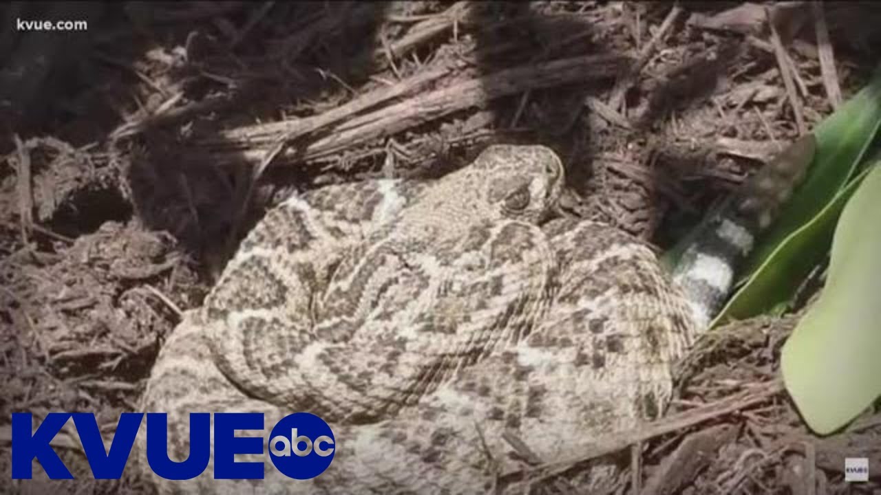 Huntington Park resident finds snake in sink - ABC7 Los Angeles