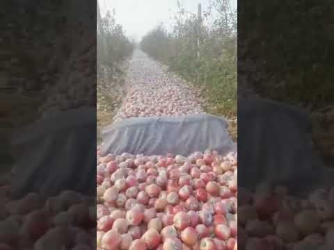 حصاد مزرعة رمان ما شاء الله