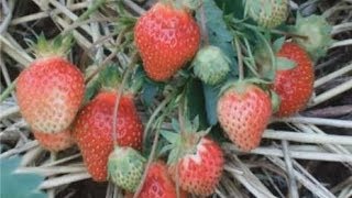 Home Gardening -- How to Grow Strawberries