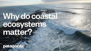 Why do coastal ecosystems matter?