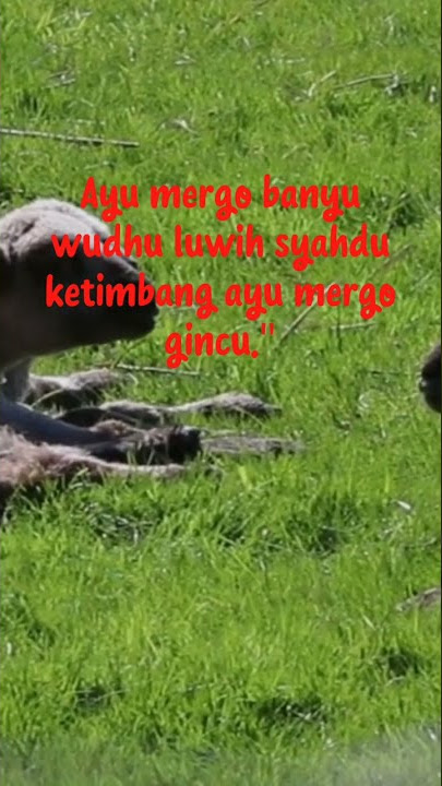 Kata-Kata Quotes Lucu dalam Bahasa Jawa, Bijak dan Bikin Ketawa Ngakak #shorts #youtubeshortsviral