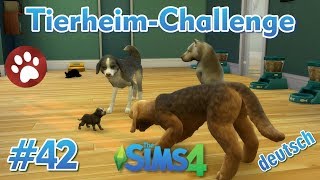 Sims 4 - Tierheim-Challenge #42 - Die Hunde spielen zusammen screenshot 5