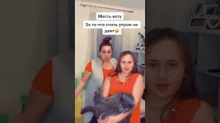 Месть Коту.#Shorts Лайк