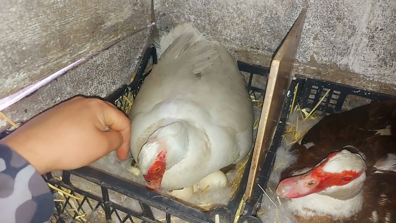 забирать индоутят у утки или нет??