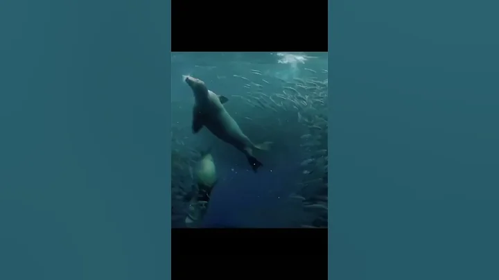 Brutal massacre in ocean #facts #dangerous