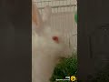 My rabbit 🐰🐰 eating duba