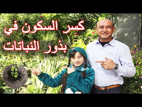 فيديو: كيف نزرع بذور الطماطم النابتة؟