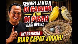 JANGAN ASAL SATUKAN! Kenari Jantan Lebih Bagus Digabung atau Dipisah dari Betina?