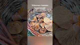 Meraya Girdiğim Gibi Bizi Karşılayan Güzel Kanlıca Mantarları