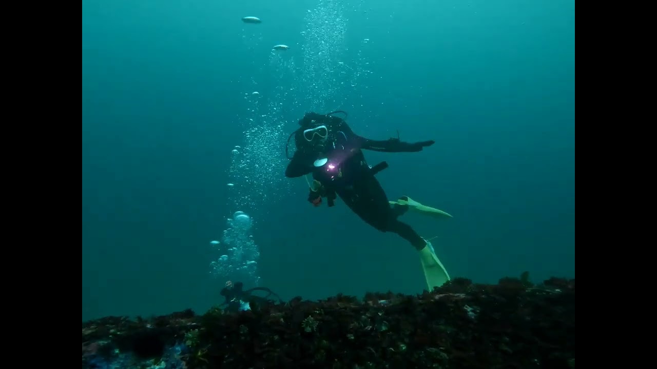 Scuba Diving 보보스다이브 YouTube