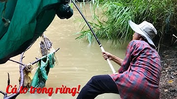 Câu cá suối trong rừng mùa mưa/cá chạch,cá chốt to dính tới tấp