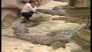 C'est pas sorcier  Les crocodiles