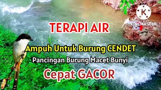 terapi air ampuh untuk burung cendet | suara air gemericik terapi burung