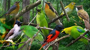 Suara pikat yg sering saya gunakan/buat memikat burung² yg ada di hutan/ suara pikat andalan