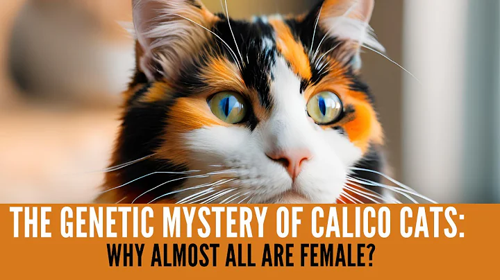The Genetic Mystery of Calico Cats: Why Almost All Are Female?