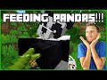 FEEDING PANDAS IN MINECRAFT!