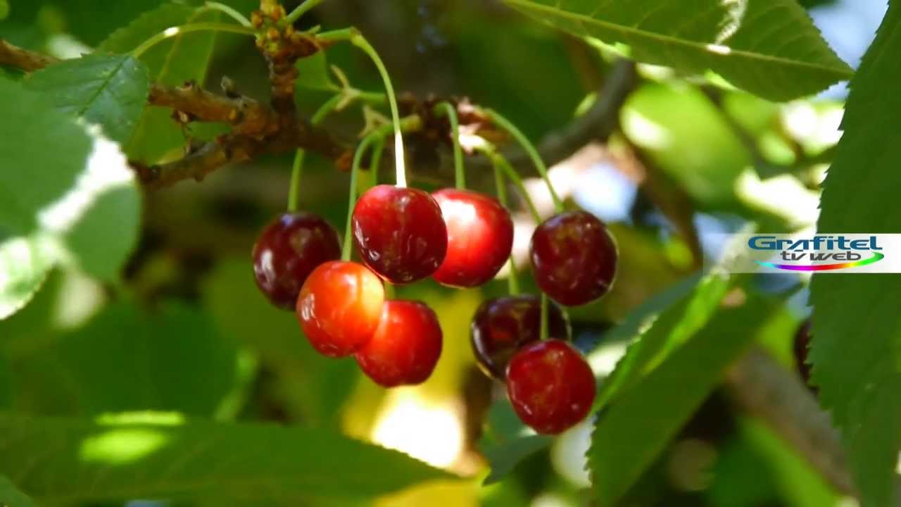 Cerezas Prunus avium var. rainier