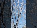 Spring is here ❤️ #cherry 🌸 #blossom #osh #nature #kyrgyzstan #dr1