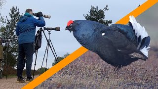 In search of a BIRD that went EXTINCT in 2015 in the Netherlands